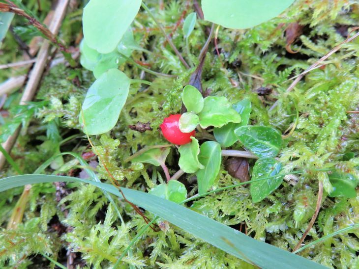 ツルアリドオシ（蔓蟻通） 山野草、植物めぐり