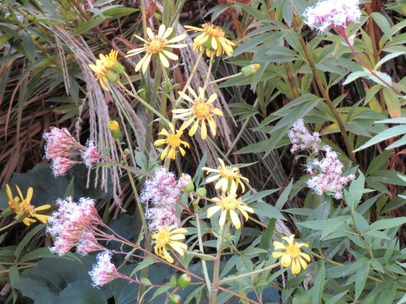 今 晩秋 の庭の花 山野草 植物めぐり