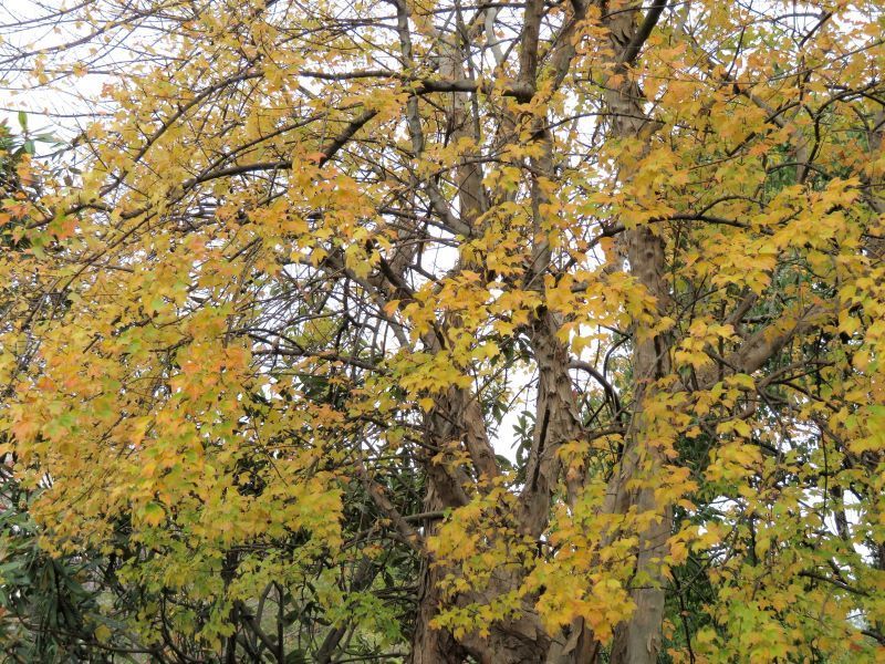 散歩道周辺の紅葉ーその４ トウカエデ ナンキンハゼ 山野草 植物めぐり