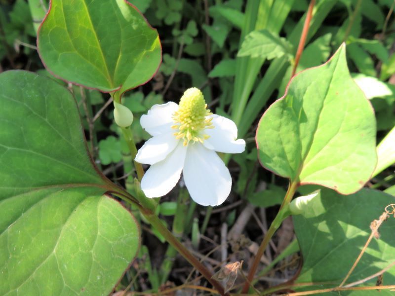 ドクダミ、オオバコ、ユキノシタ: 山野草、植物めぐり