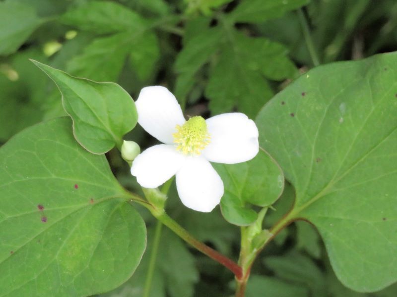 ドクダミ、ついでに ヒイロタケ: 山野草、植物めぐり