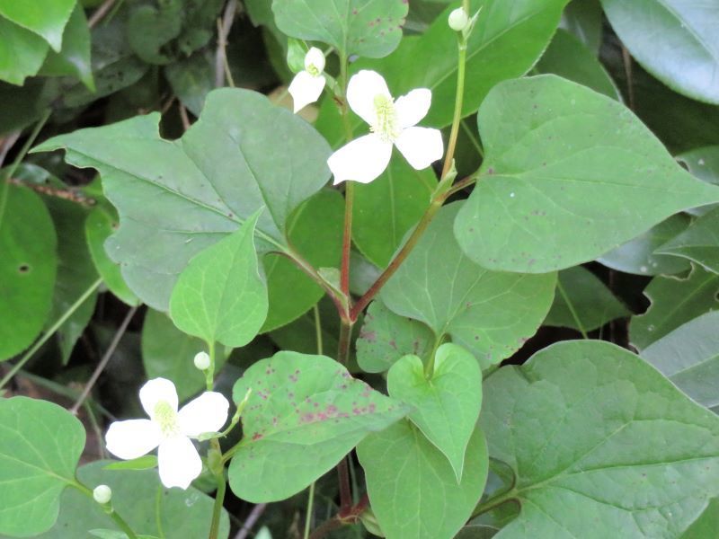 ドクダミ、ついでに ヒイロタケ: 山野草、植物めぐり