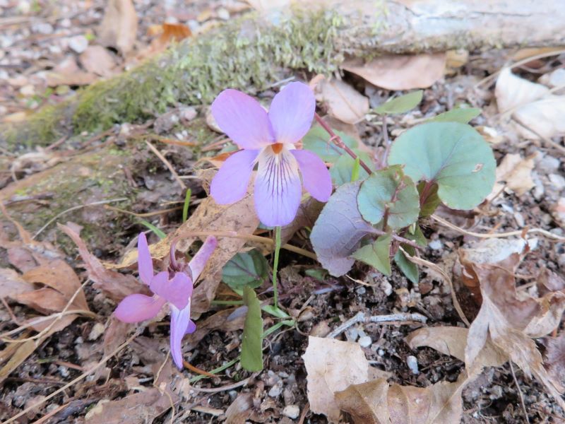 ナガバタチツボスミレ オオイヌノフグリ ホトケノザ キュウリグサ など 山野草 植物めぐり