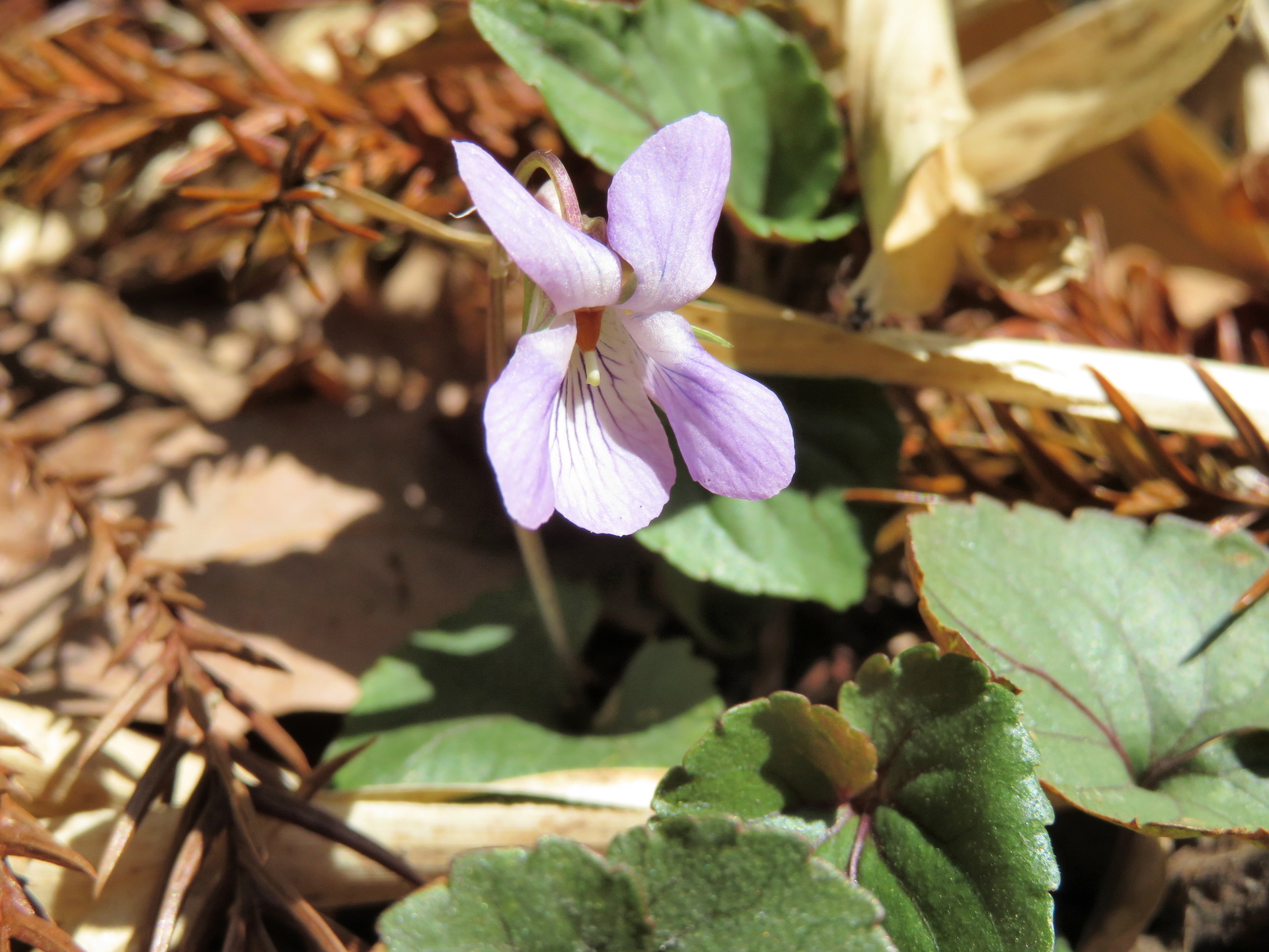 超歓迎 山野草 タチツボスミレ 植物 観葉植物 インテリア 住まい 小物 Belvtor By