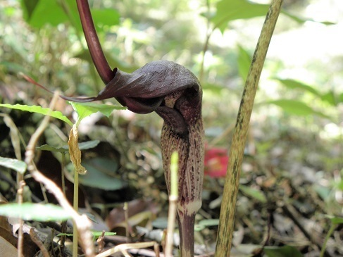 ナンゴクウラシマソウ 南国浦島草 マムシグサ 蝮草 山野草 植物めぐり