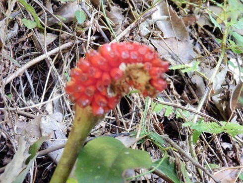 ナンゴクウラシマソウ ユフイチゴの実 ユフノハナワラビ 山野草 植物めぐり