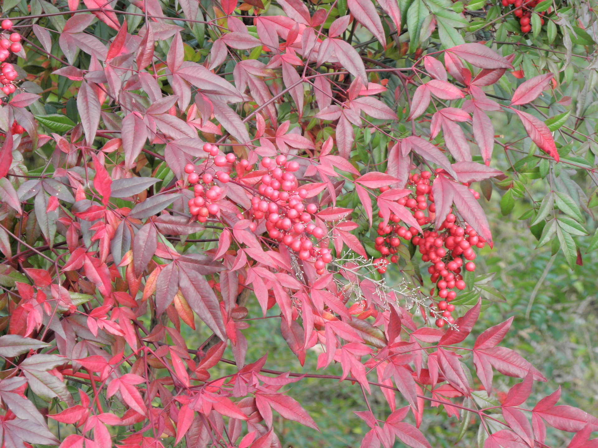 紅葉 ナンテン ツタ ネジキ 山野草 植物めぐり