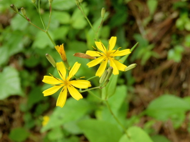 ニガナ 苦菜 の仲間 山野草 植物めぐり