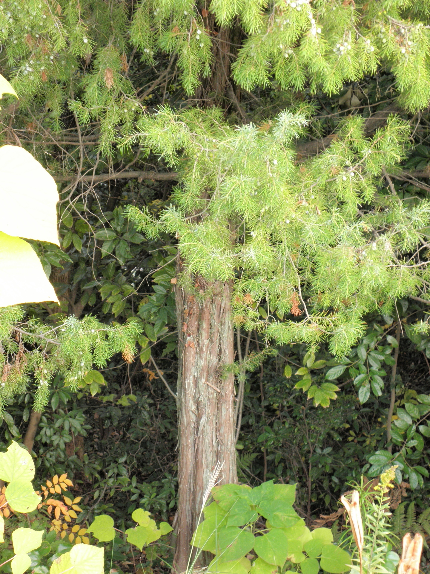 むろ 榁 ネズ 杜松 山野草 植物めぐり