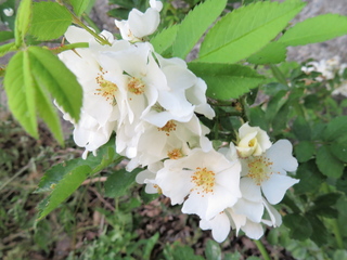 山野草 植物 18 山野草 植物めぐり