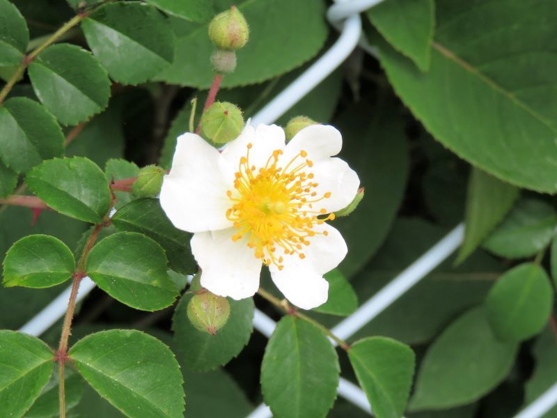 ノイバラ（うまら：荊）: 山野草、植物めぐり