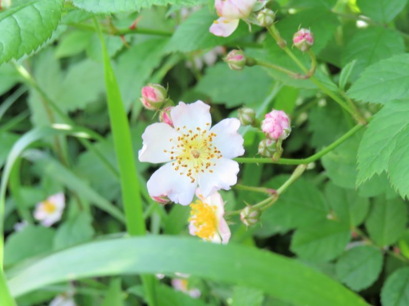 掛け軸【野薔薇に川魚】大野麦風 2555 ノイバラにヤマメ