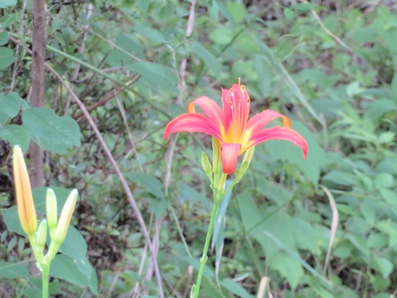 最新 花 カンゾウの仲間 乾いた壁