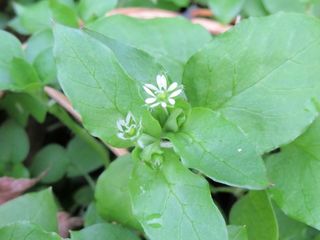 山野草 植物 4 山野草 植物めぐり