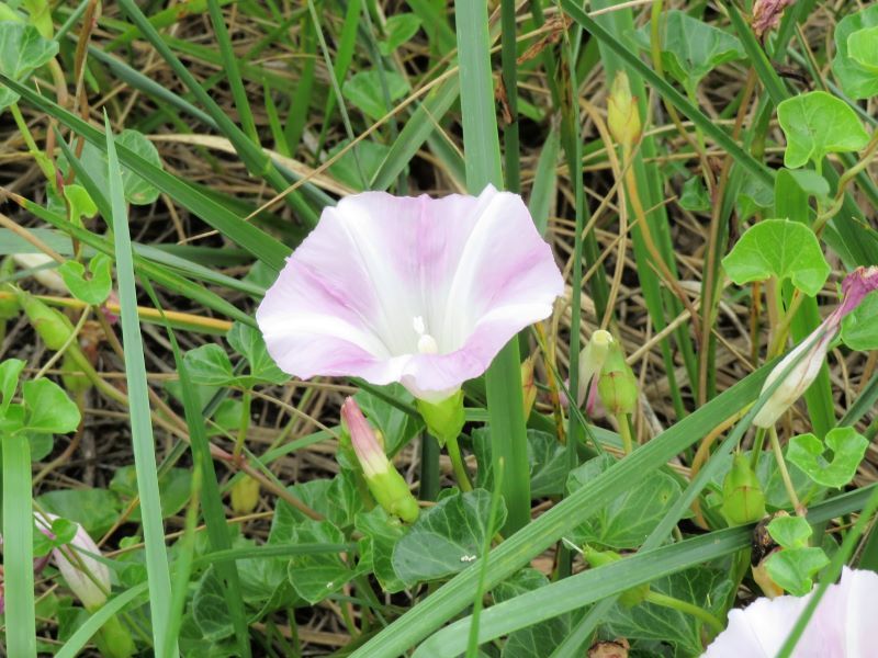 ハマヒルガオ 浜昼顔 山野草 植物めぐり