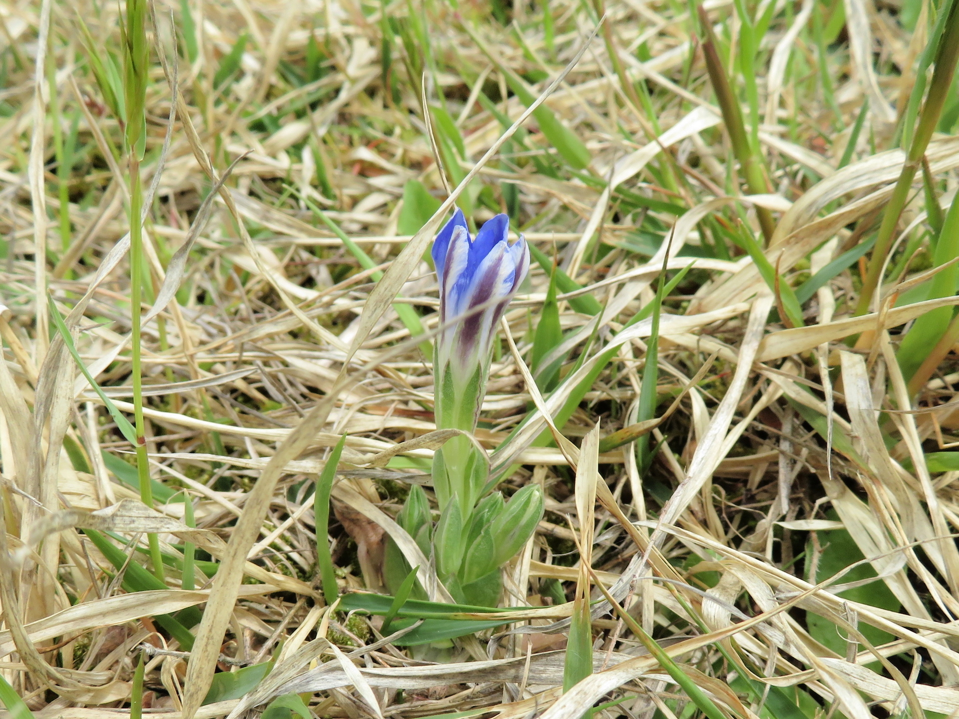 フデリンドウ ハルリンドウ 山野草 植物めぐり