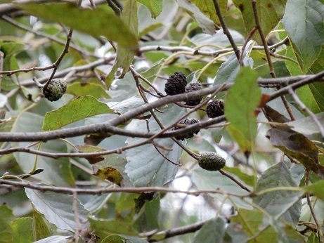 はり ハンノキ 榛の木 山野草 植物めぐり