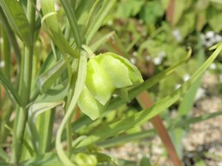 山野草 植物 6 山野草 植物めぐり