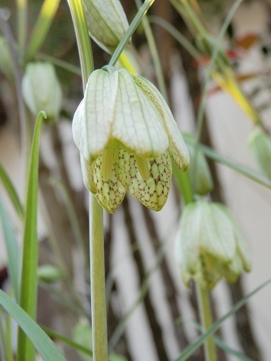 はは あみがさゆり バイモ 貝母 山野草 植物めぐり