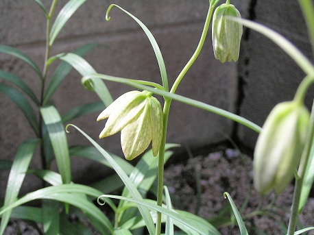 バイモ 貝母 山野草 植物めぐり