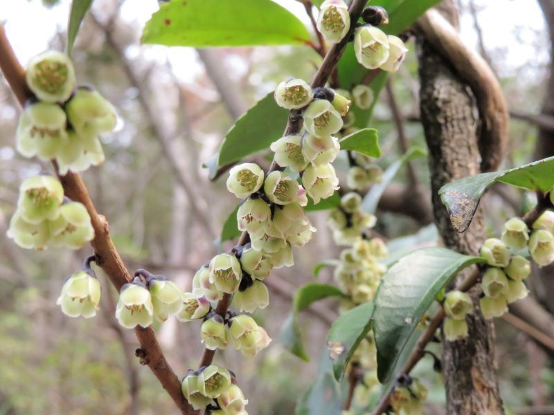 ヒサカキ（姫榊、非榊）の花、ほか : 山野草、植物めぐり