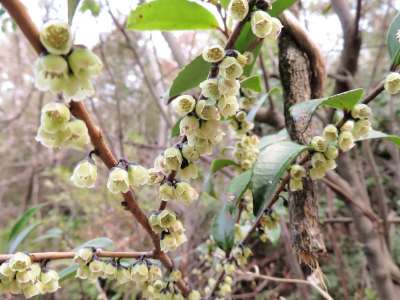 ヒサカキ（姫榊、非榊）の花、ほか : 山野草、植物めぐり