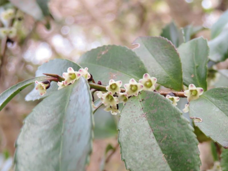 ヒサカキ（姫榊、非榊）の花、ほか : 山野草、植物めぐり