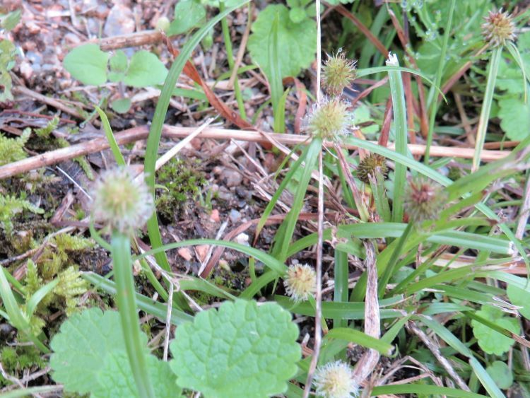 カヤツリグサ科３種 ウシクグ ヒメクグ ショウジョウスゲ イネ科３種 ツルヨシ ノガリヤス タキキビ 山野草 植物めぐり