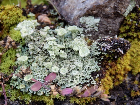 宮島の植物ー９（ヒメジョウゴゴケ、アカミゴケ、ミヤカハイゴケ）: 山