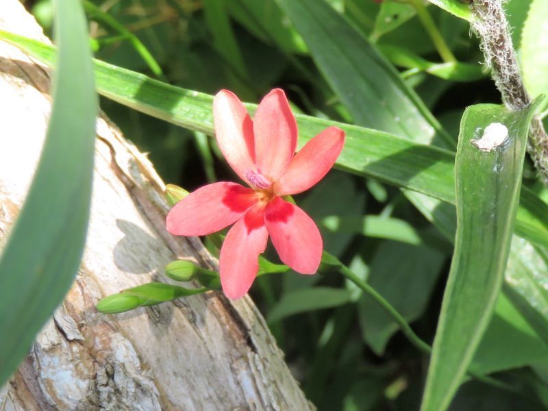 カテゴリ無し 山野草 植物めぐり