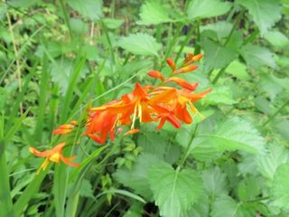 山野草 植物 15 山野草 植物めぐり