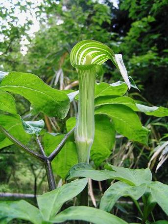 ヒロハテンナンショウ＆マムシグサ: 山野草、植物めぐり