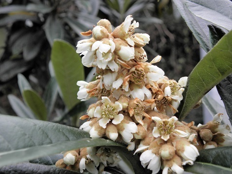 ビワ 枇杷 の花 山野草 植物めぐり