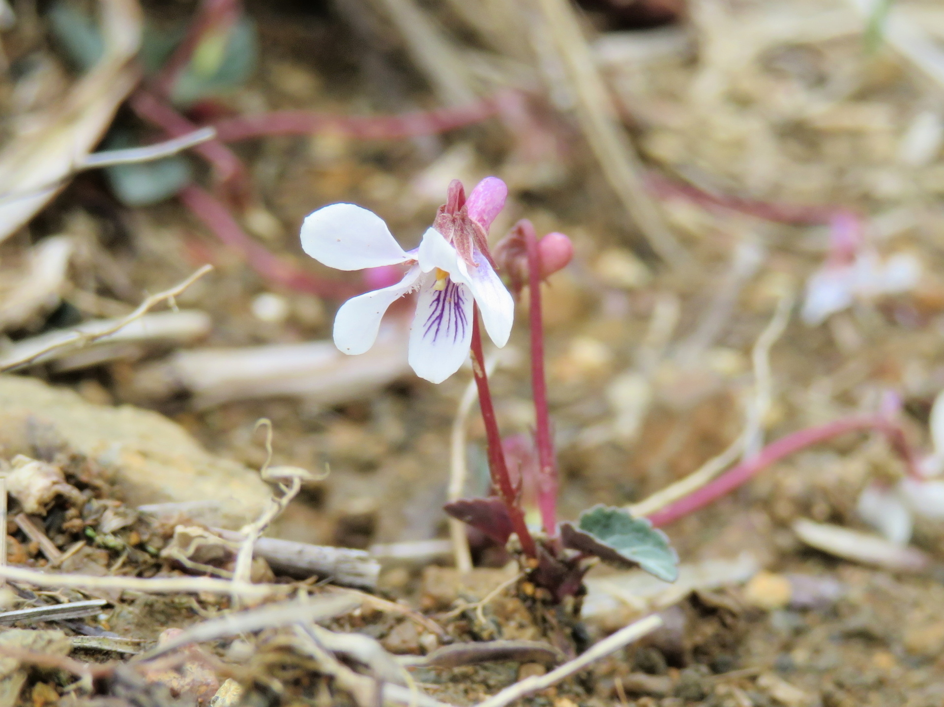 フモトスミレ ツボスミレ 山野草 植物めぐり