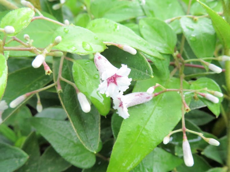 ヘクソカズラ 屁糞葛 山野草 植物めぐり