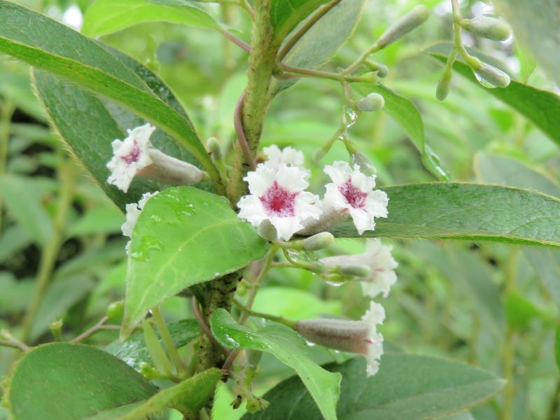 ヘクソカズラ 屁糞葛 山野草 植物めぐり