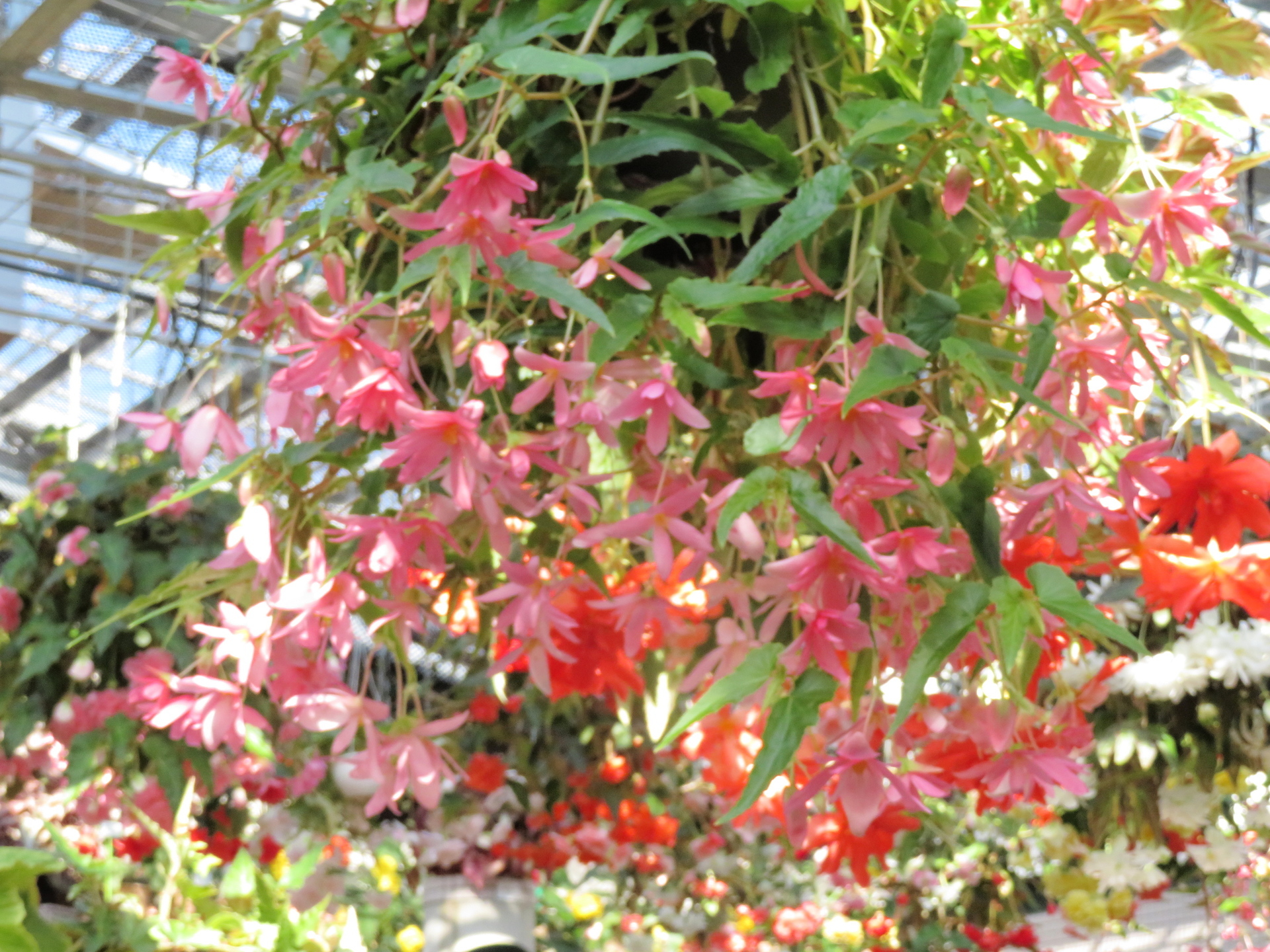 いろいろなベゴニア 山野草 植物めぐり