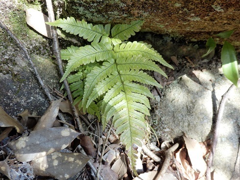 山野草、シダ、 オオカグマ 黄緑葉 葉脈緑 変色葉 - 鉢植え