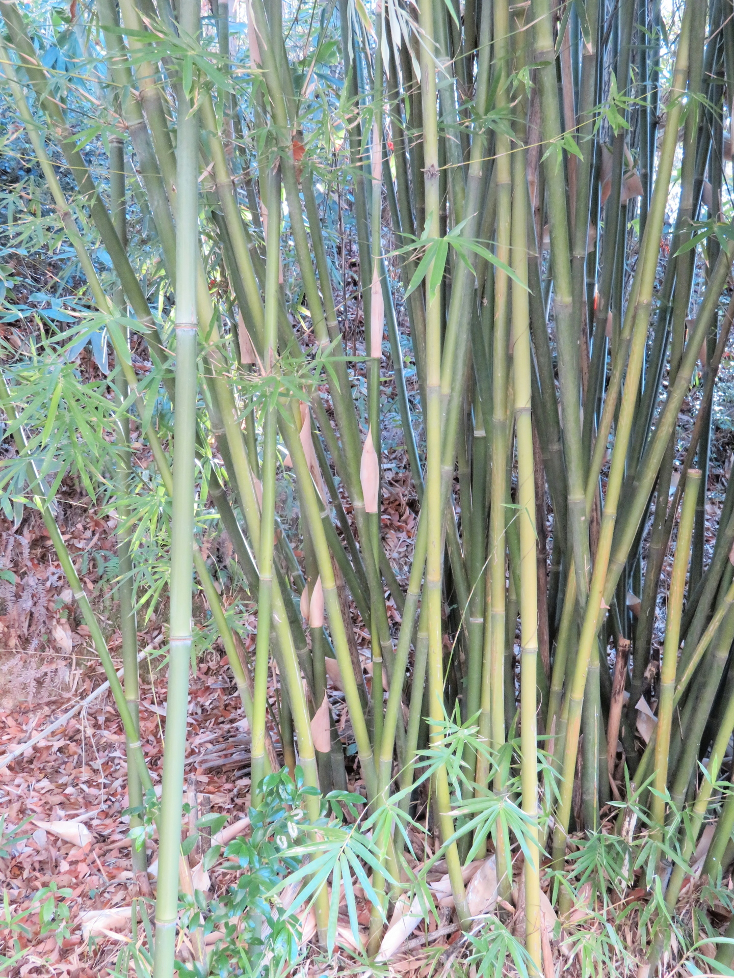 いろいろなタケ 竹 ササ 笹 山野草 植物めぐり