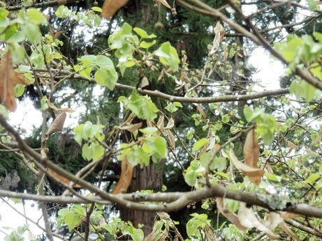 ベンガルボダイジュ ボダイジュ ガジュマル ついでにアコウ 山野草 植物めぐり