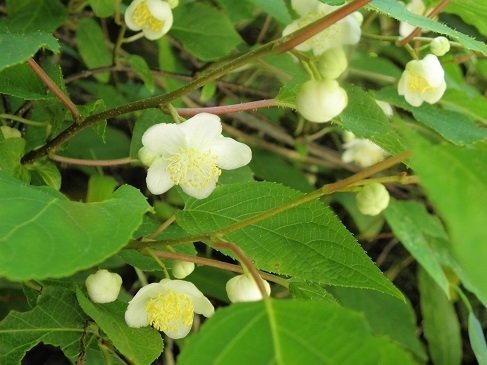 マタタビ 木天蓼 山野草 植物めぐり