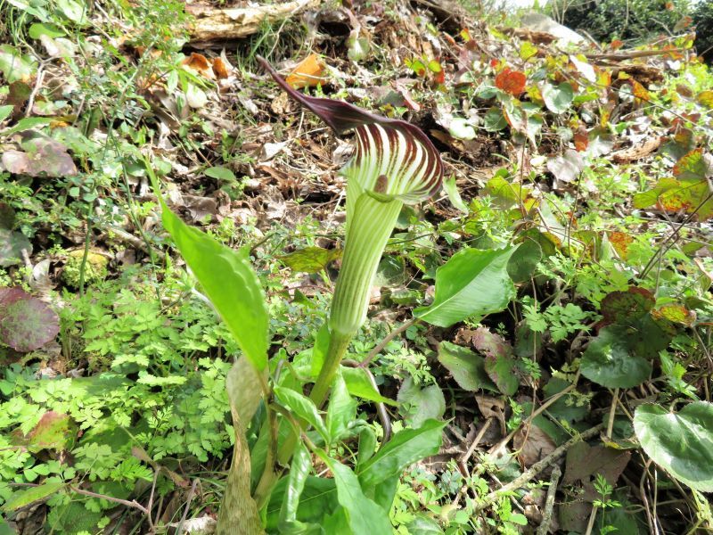 マムシグサ ナンゴクウラシマソウ 山野草 植物めぐり