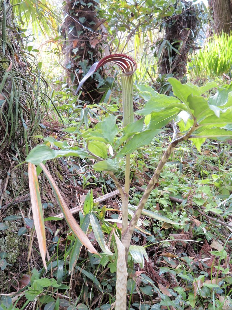 マムシグサ ナンゴクウラシマソウ 山野草 植物めぐり