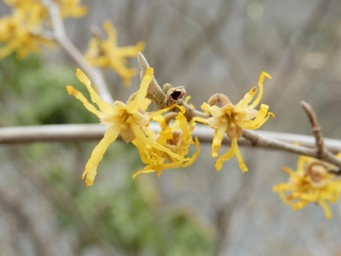 早春の黄色い花 マンサク サンシュユ チョウセンレンギョウ クロキの花 山野草 植物めぐり
