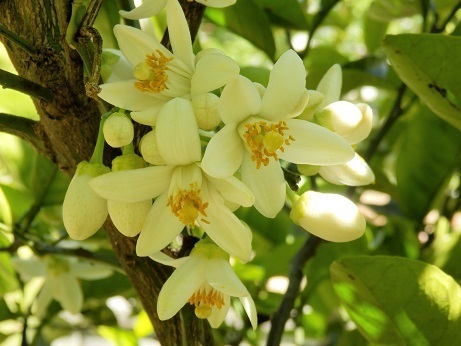 木の花、木の実・５月編: 山野草、植物めぐり