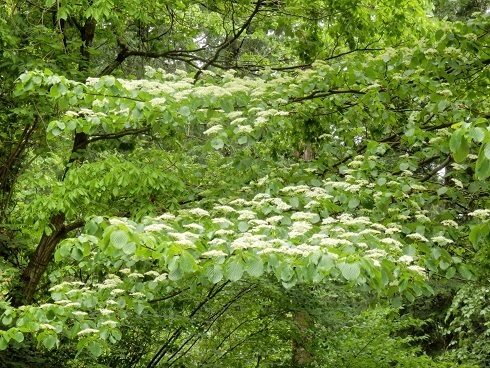 白い木の花 山野草 植物めぐり