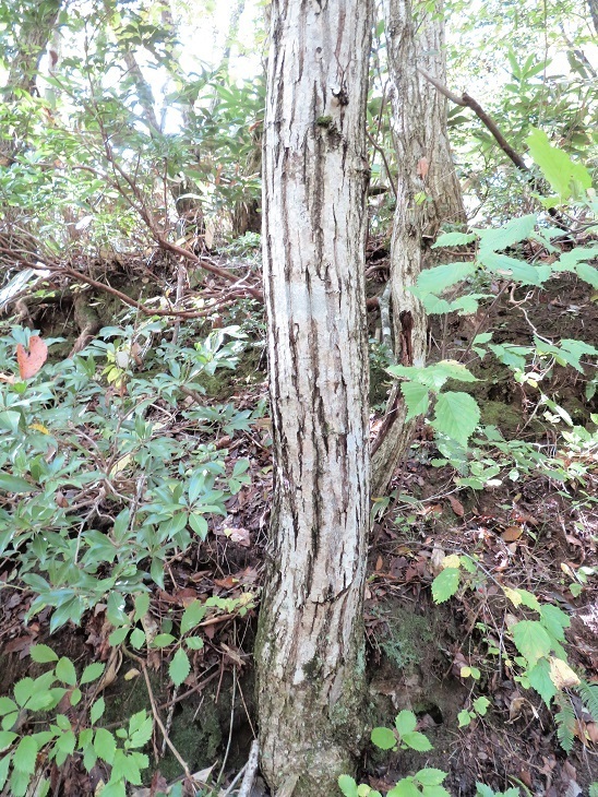 コナラ ミズナラ クヌギ アベマキ ナラガシワ カシワ 山野草 植物めぐり