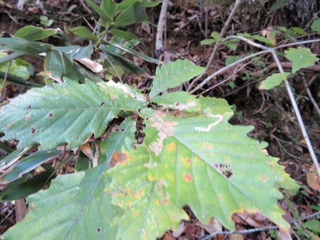 コナラ ミズナラ クヌギ アベマキ ナラガシワ カシワ 山野草 植物めぐり