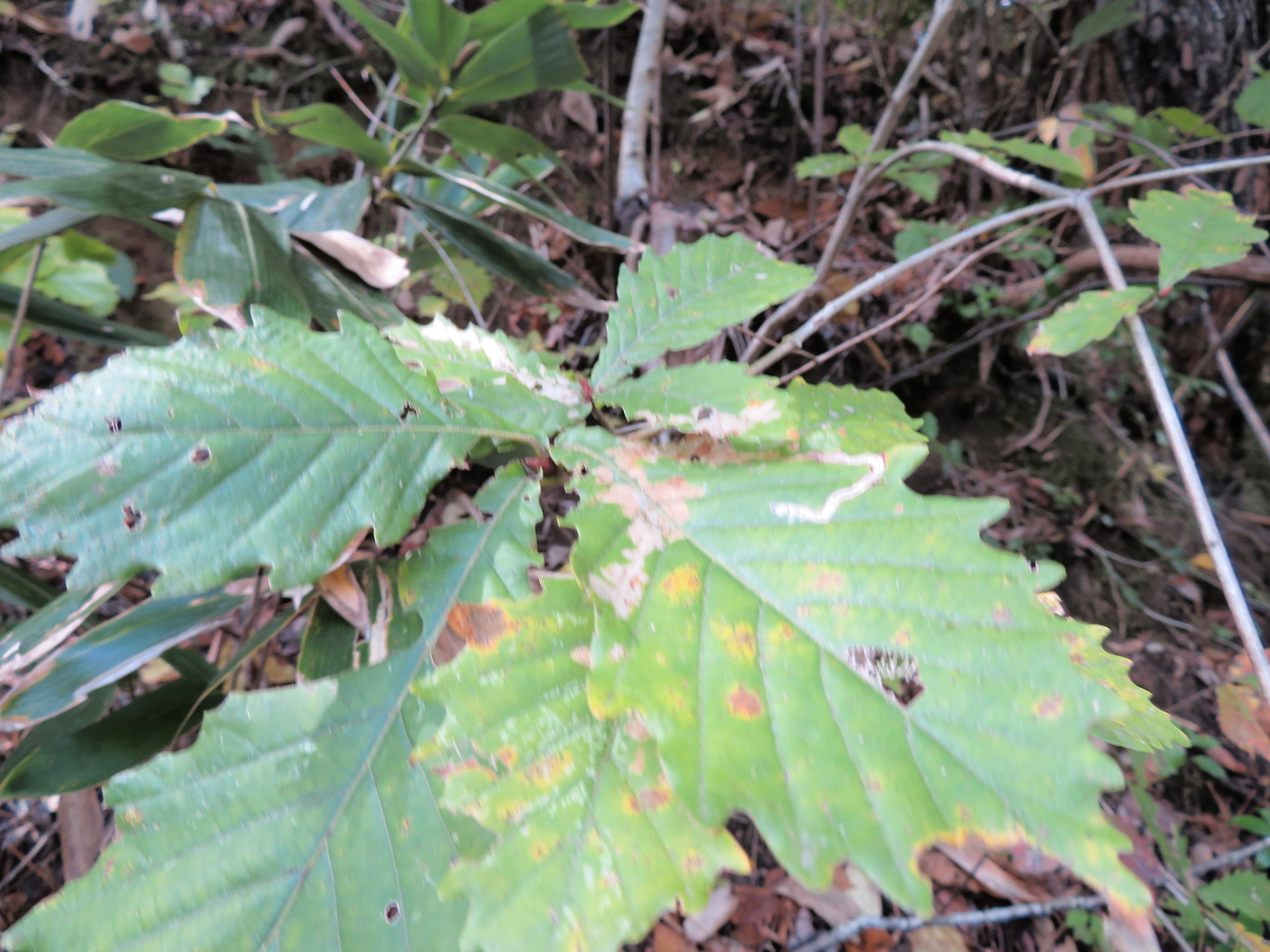 ミズナラ 水楢 とコナラ 小楢 山野草 植物めぐり