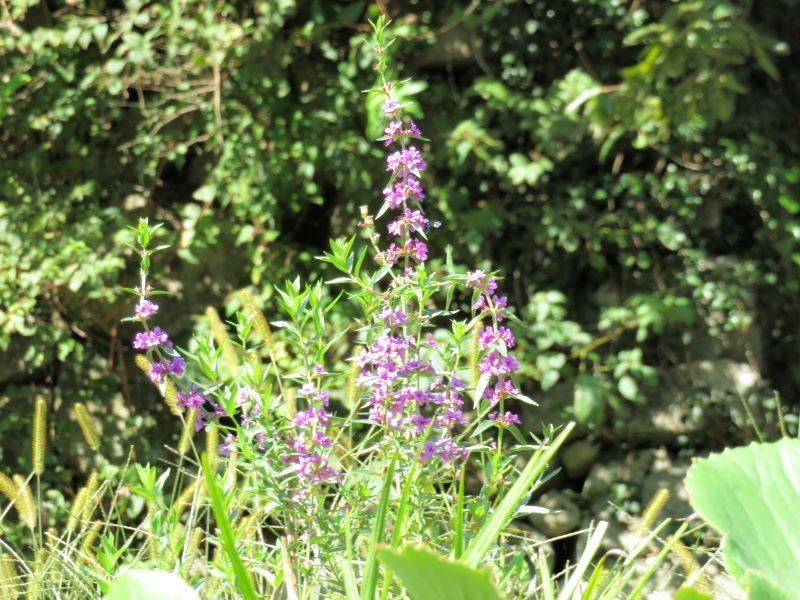 ミソハギ オミナエシ オトコエシ シュウカイドウ キツネノマゴ 山野草 植物めぐり